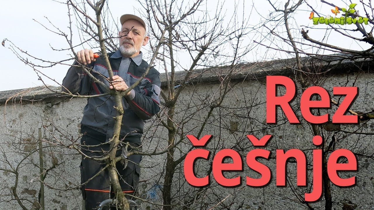 Rez češnje 