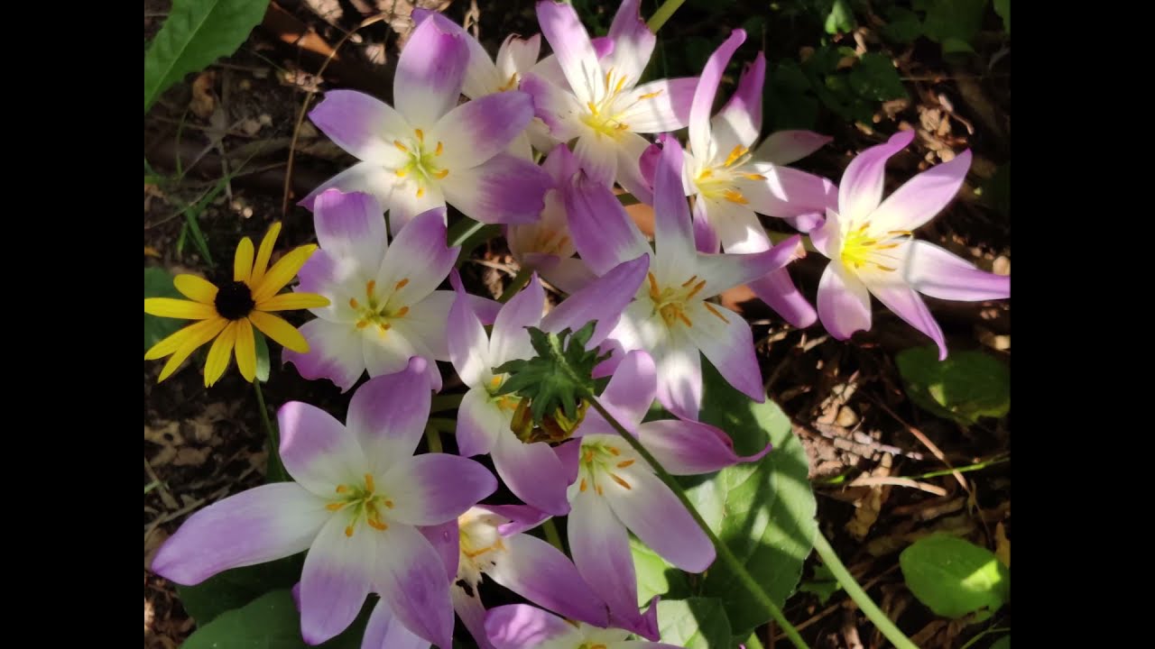 Nous te remercions  --  NAK-Choeur Merlebach, Frankreich Liveaufnahme 1983