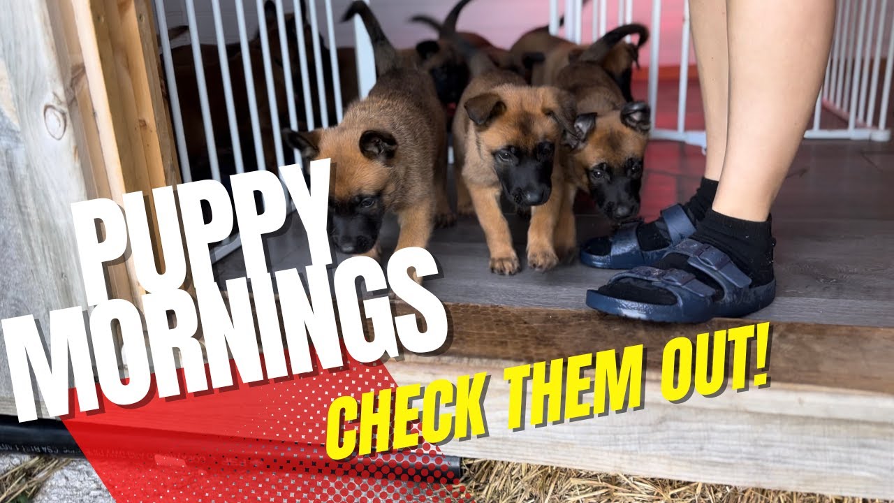 5-Week-Old Malinois Puppies' Adorable Morning Routine