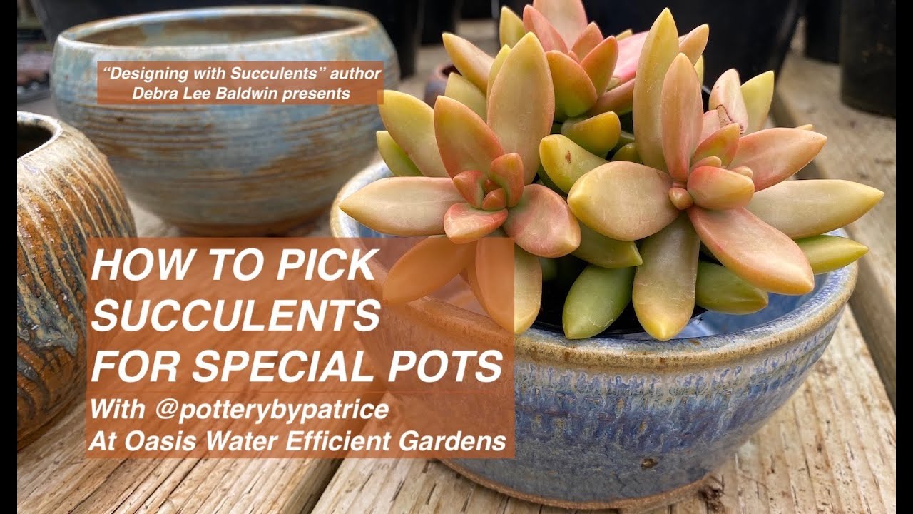 Picking Succulents for Special Pots