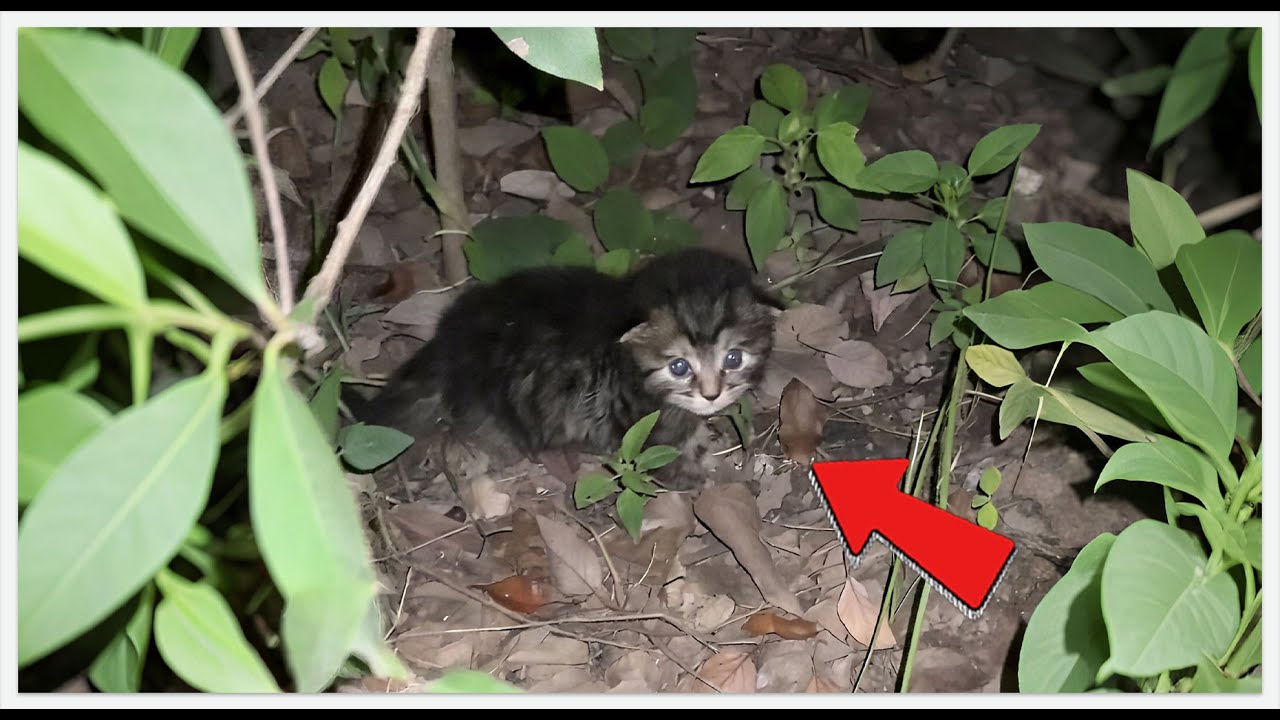 Found a stray kitten as light as a feather, and now it's the family's favorite.#resuce #cat #pets