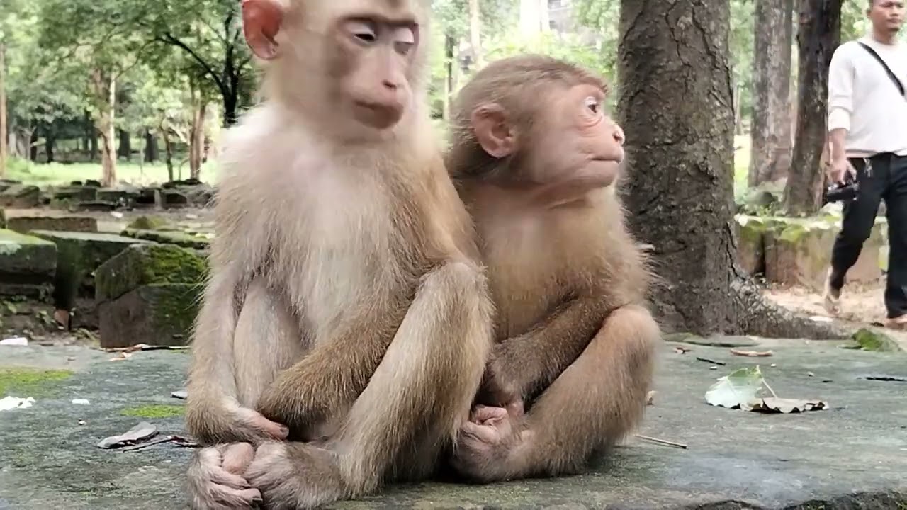 You will laugh when you see what these two monkeys do!