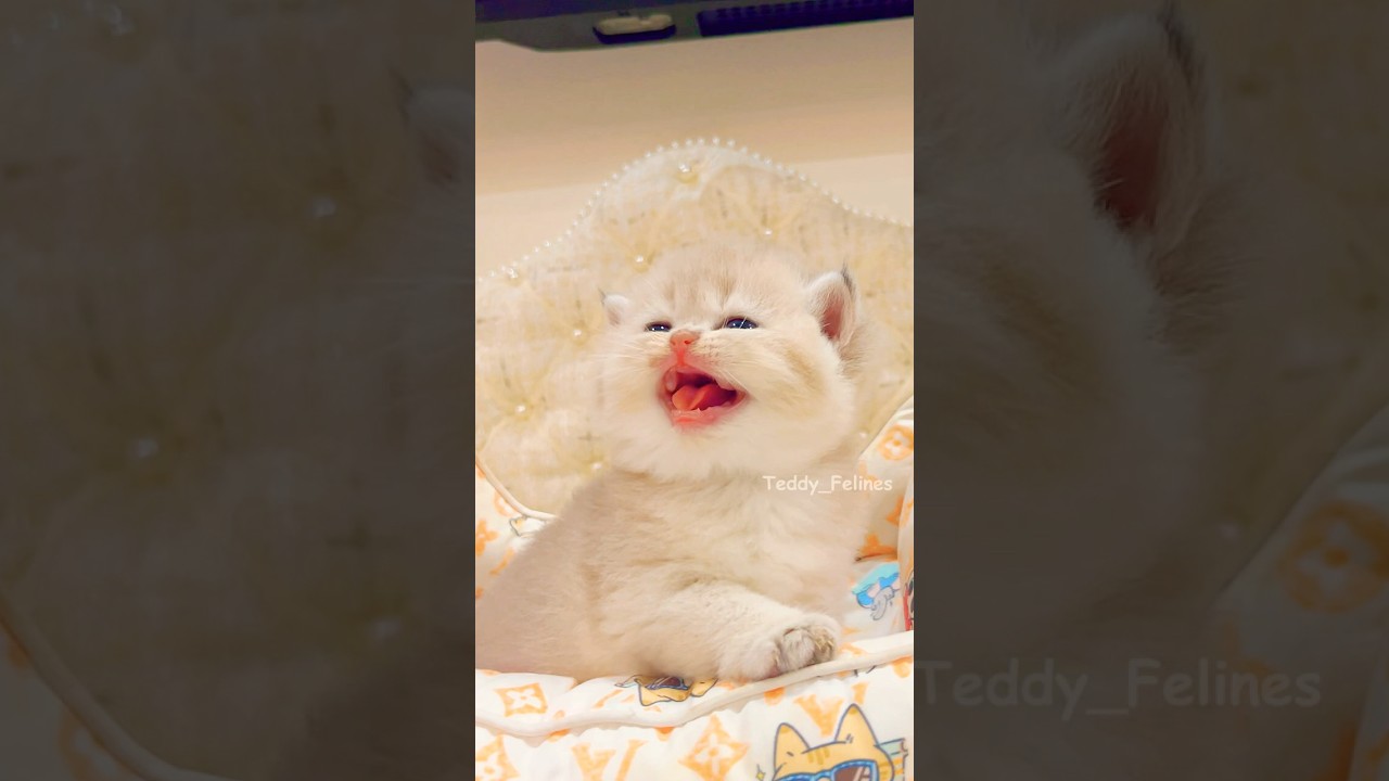 Kitten Videos That Melt Your Heart! 🧸😻✨  #cat #cute #cats #kitten