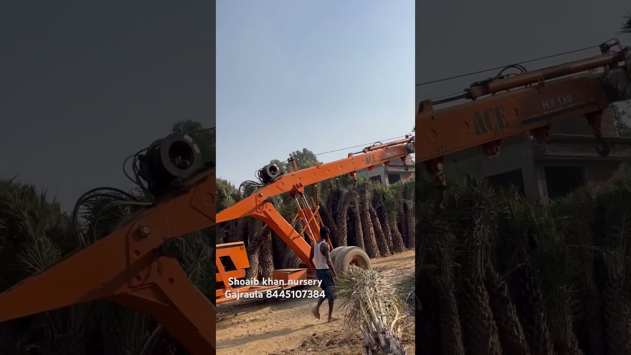 Date palm whole sale nursery all India supply Shoaib khan nursery  #datepalm #khajur Mo 8445107384