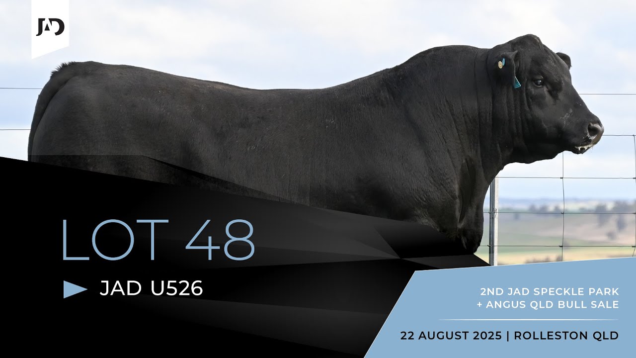Lot 48 - JAD U526 (75:25). Commercial Speckle Park Bull
