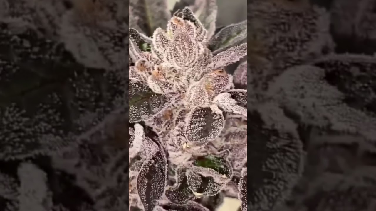 RUNTZ 🎩🌈🍬⛽️ [ GROWN BY brrrrrn ] INDOOR GROW CALI ZAZA #shorts