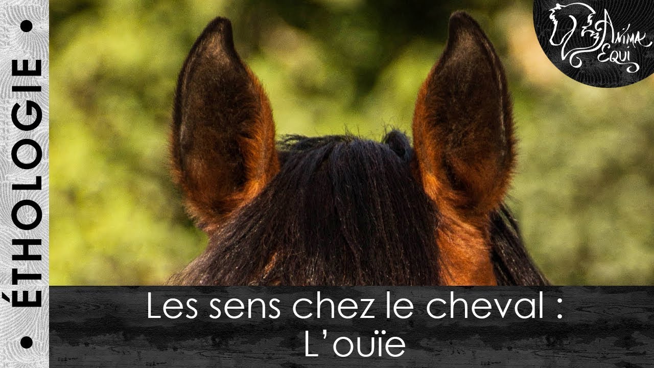 • ÉTHOLOGIE • Les sens chez le cheval : L'ouïe