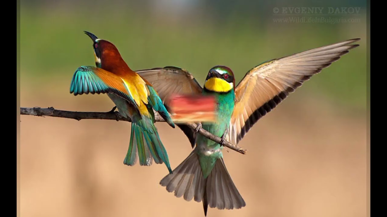 Родина (power metal song)