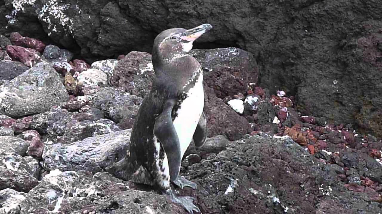 The Penguin Adaptations - Kaija R