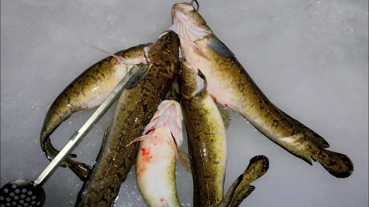 KALASTUSMATKAILUA ITÄRAJALLA | Madekuiskaaja Fishing Unlocked