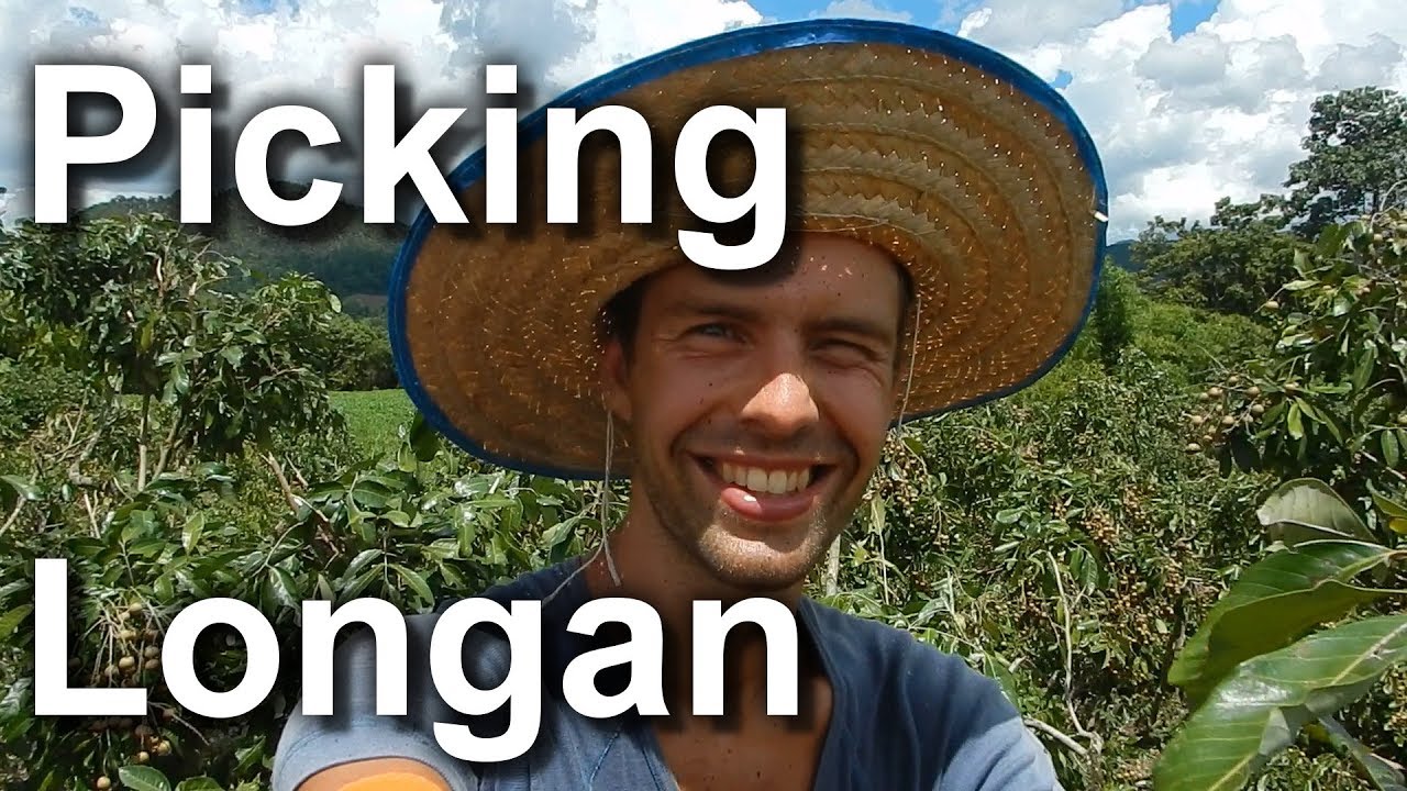 Longan Fruit Picking (Li Lamphun Thailand)