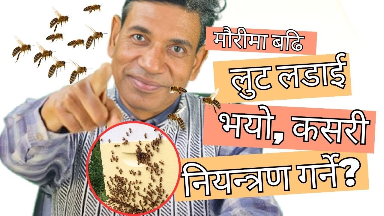 मौरीमा बढि लुट लडाई भयो कसरी नियन्त्रण गर्ने ? '' Hive Conflict & Beekeeper Solutions ''
