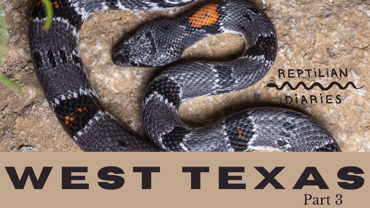 We're herping for the snakes of west Texas! Alterna!! Subocs!! Get some! Herp Photography!