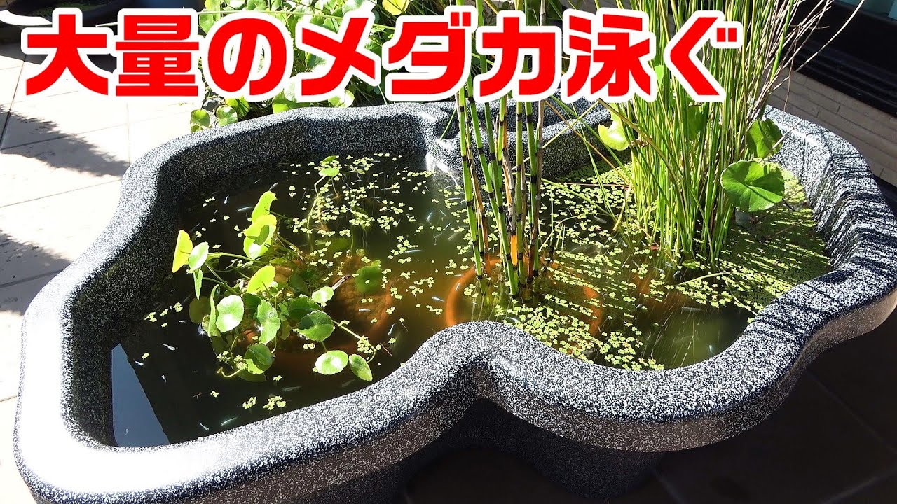 【メダカの冬支度】大量のメダカ導入！大きなプラ池ビオトープ（ﾐﾕｷﾒﾀﾞｶ）