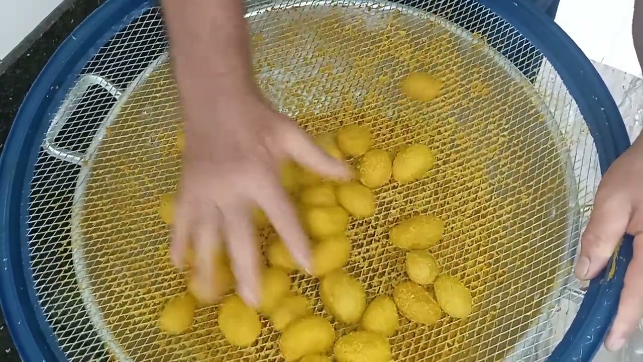 Como retirar polpa do pequi