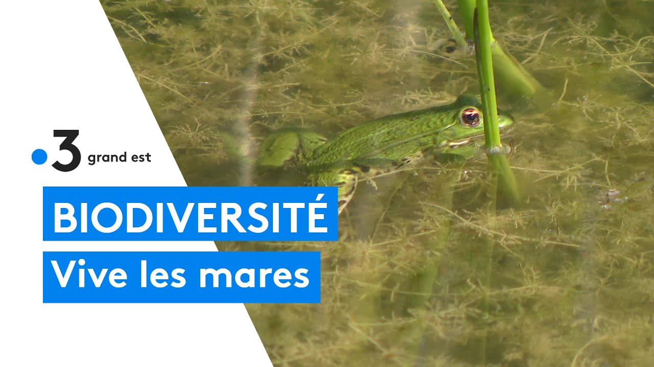 Un programme de reconstruction de zones humides