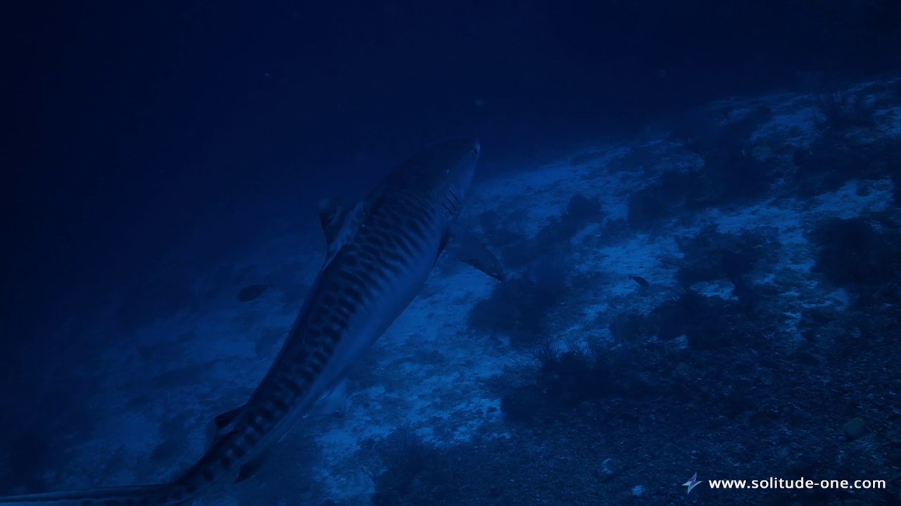 The Elusive Tiger Shark in Tubbataha