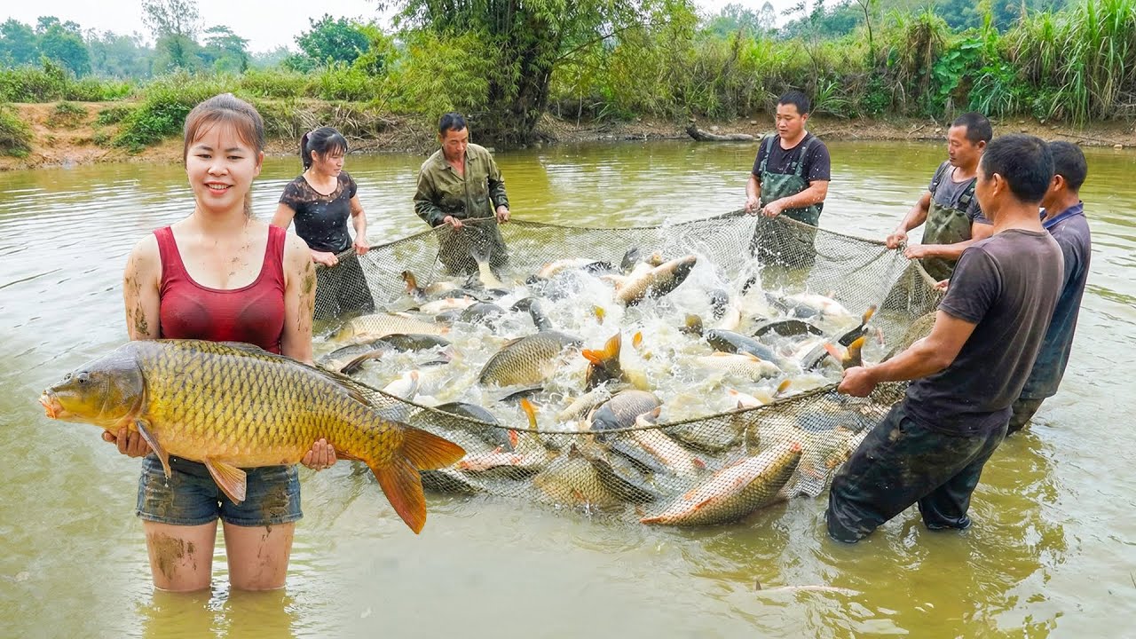 The Fish Were Caught With Nets And Transported By Horse-drawn Carts To Be sold At The Market