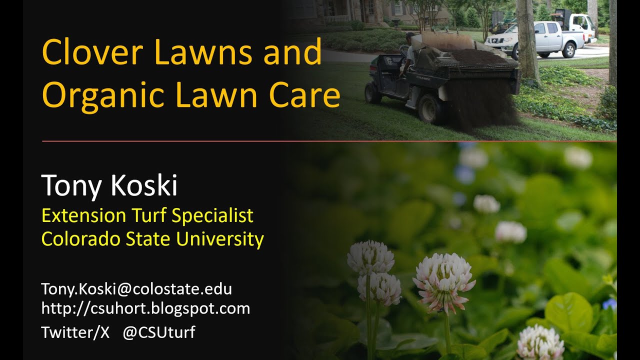 Clover and Organic Lawn Care
