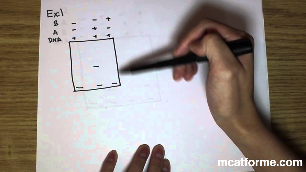 MCAT Biology Lecture: Gel Shift Array