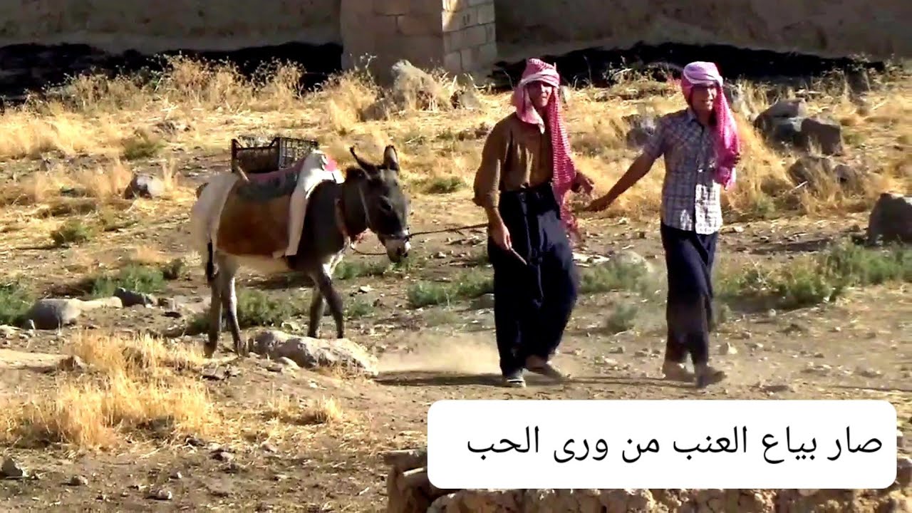 فيلم العاشق علي/  بياع العنب واقعي كوميديا كوباني🤣🤣