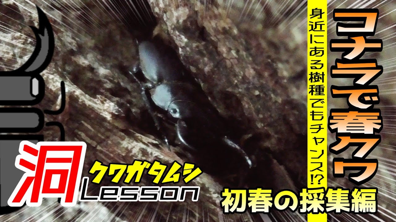 身近な場所にも多いコナラでもチャンスあり！春のクワガタ採集【クワガタムシ】