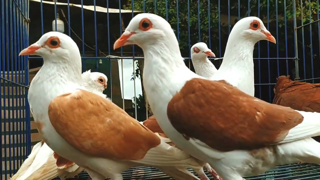 سوق الأحد بالسيده عائشه👌فرجه وأسعار الحمام الغزار والزينه والزاجل🔥الجزء الأول👍