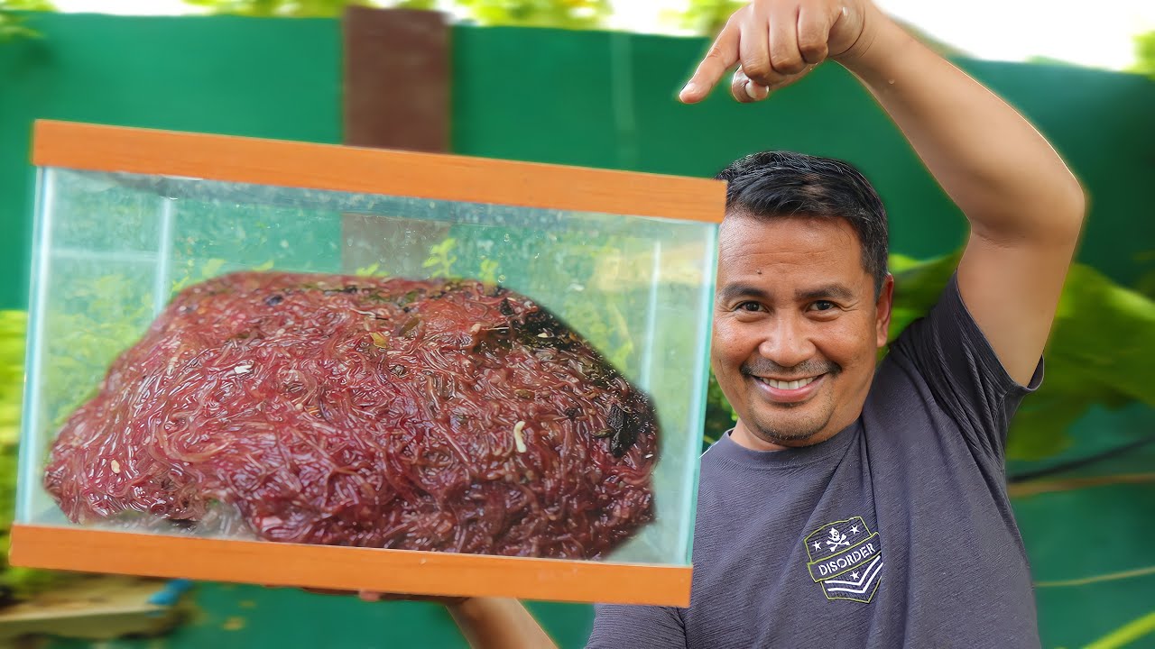 What Every Fish Keeper Should Know! Grow your Fish Faster with Natural Filtration system & Livefood