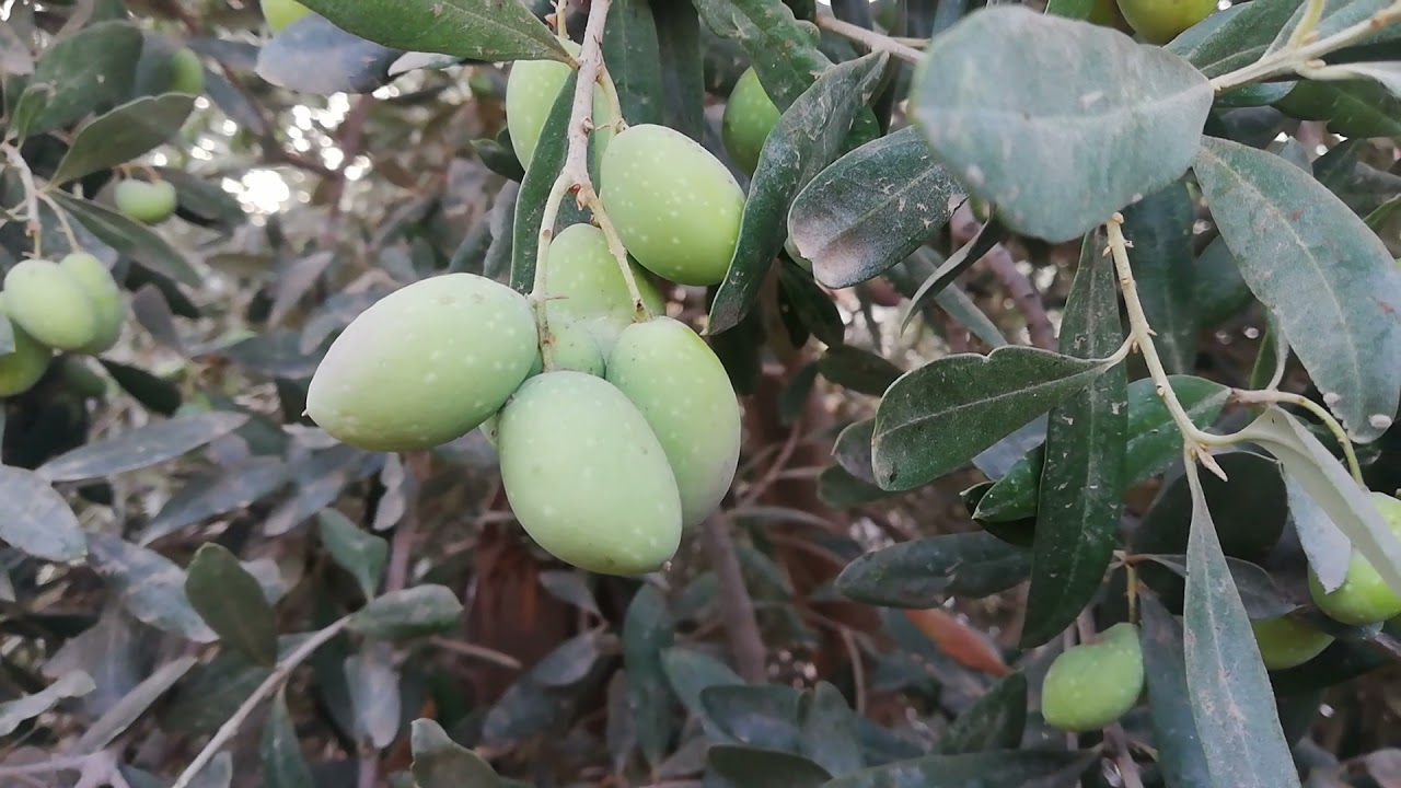 الزيتون البلدي السوري في لواء الكورة بشمال الاردن 2021م