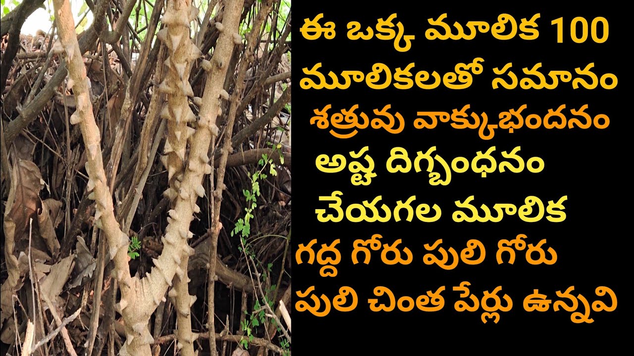 శత్రువులను శత్రు వాక్కును అష్ట దిగ్బంధనం చేయగల మూలిక