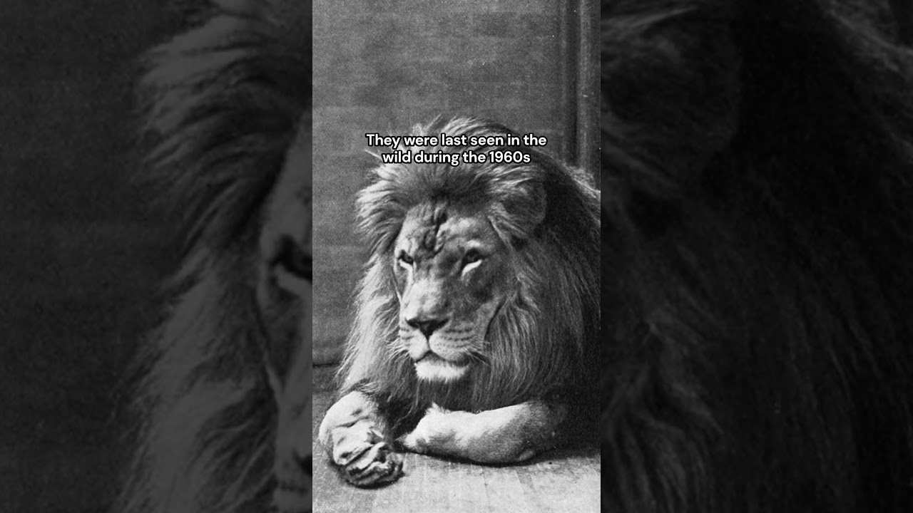 They&rsquo;re extinct in the wild | The Last Photo of the Barbary Lion by Marcelin Flandrin