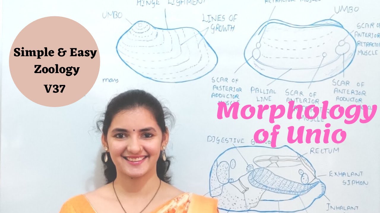 Morphology of Unio | Externals of Unio | External morphology of Unio | Fresh water mussel | Mantle