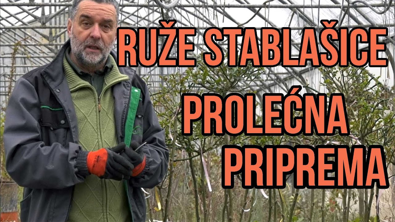 Ruže stablašice - prolećne pripreme