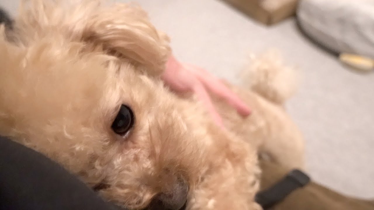 3日ぶりに飼い主と再会して何度も抱きしめにくるトイプードル