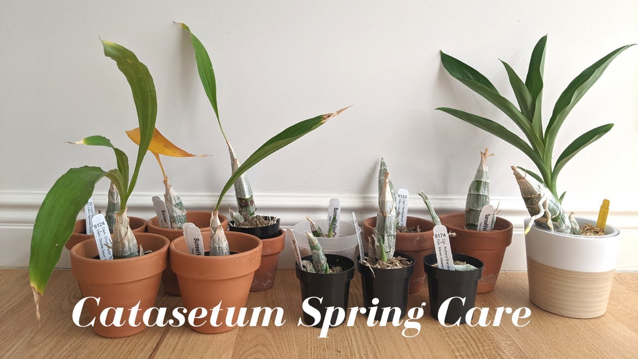 Catasetum Spring Update |  Monnierara Millennium Magic Witchcraft Growth - Others Breaking Dormancy