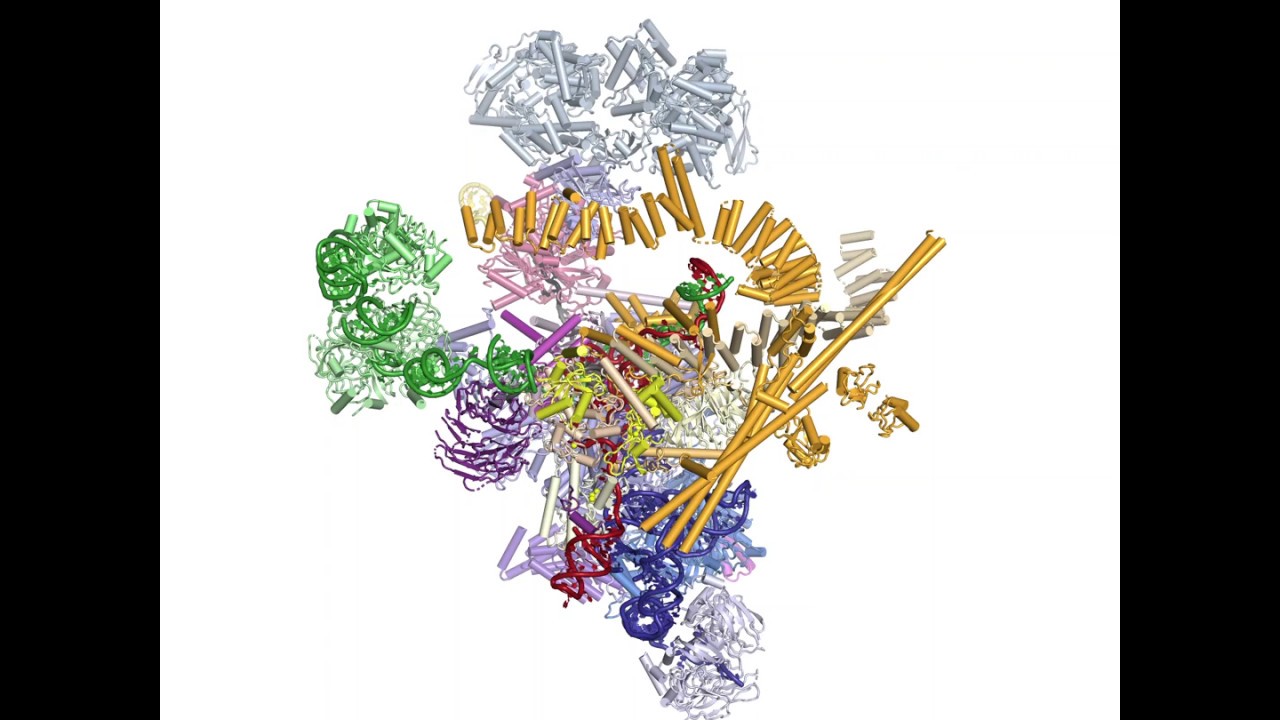 RNA Splicing by the Spliceosome: Supplemental Video 6 - The exon ligation reaction