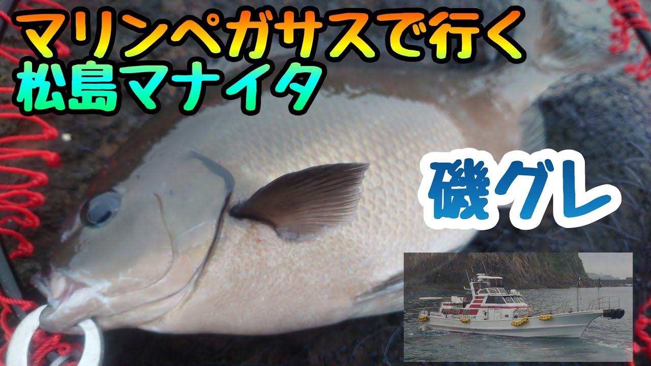 マリンペガサスで行く❗松島マナイタ❗夕マヅメを狙ってみた❗磯グレ❗マジカグレ❗