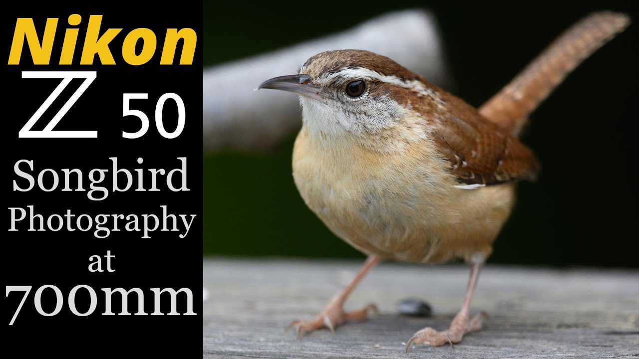 Nikon Z50 • Songbird Photography at 700mm