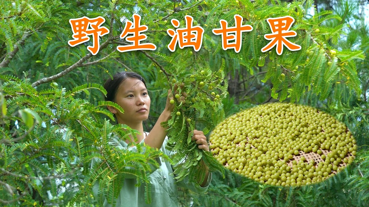 在大山里发现野生油甘果，摘些回来泡酒，再炖一锅鸭汤，甘香回味