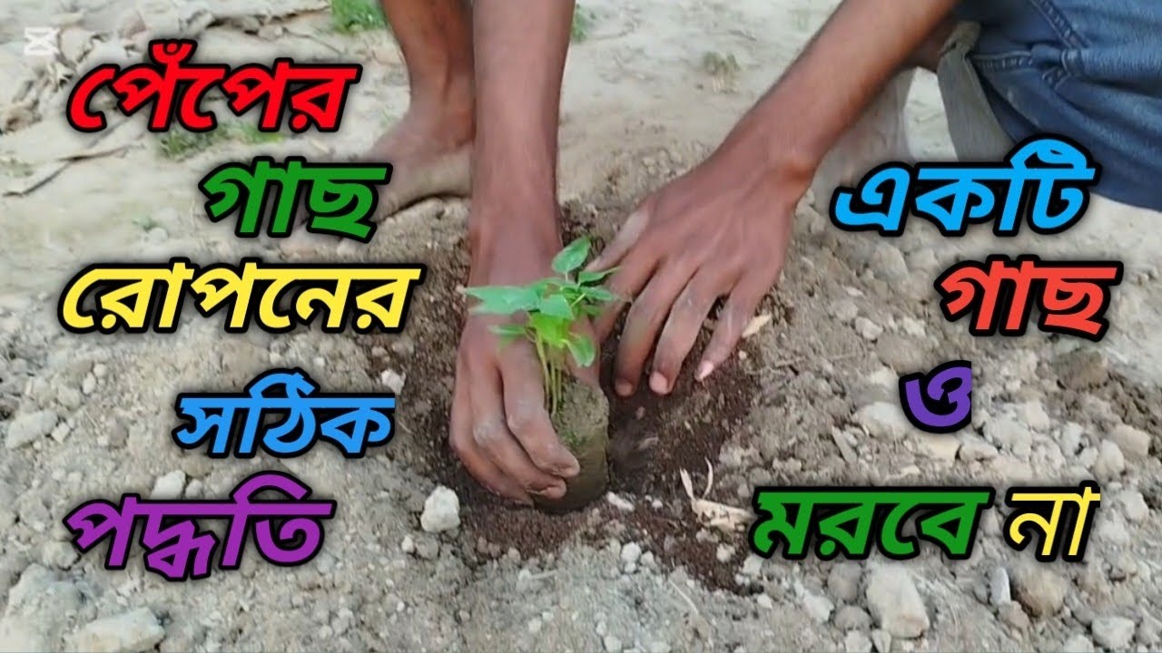 পেঁপের চারা রোপনের সঠিক পদ্ধতি। Correct method of papaya seedling transplantation.