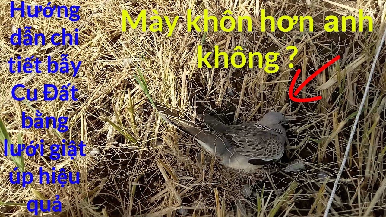 Hướng dẫn chi tiết cách đóng lưới giật úp chim , cu hiệu quả nhất | Long Ruồi Vlogs - tập 17