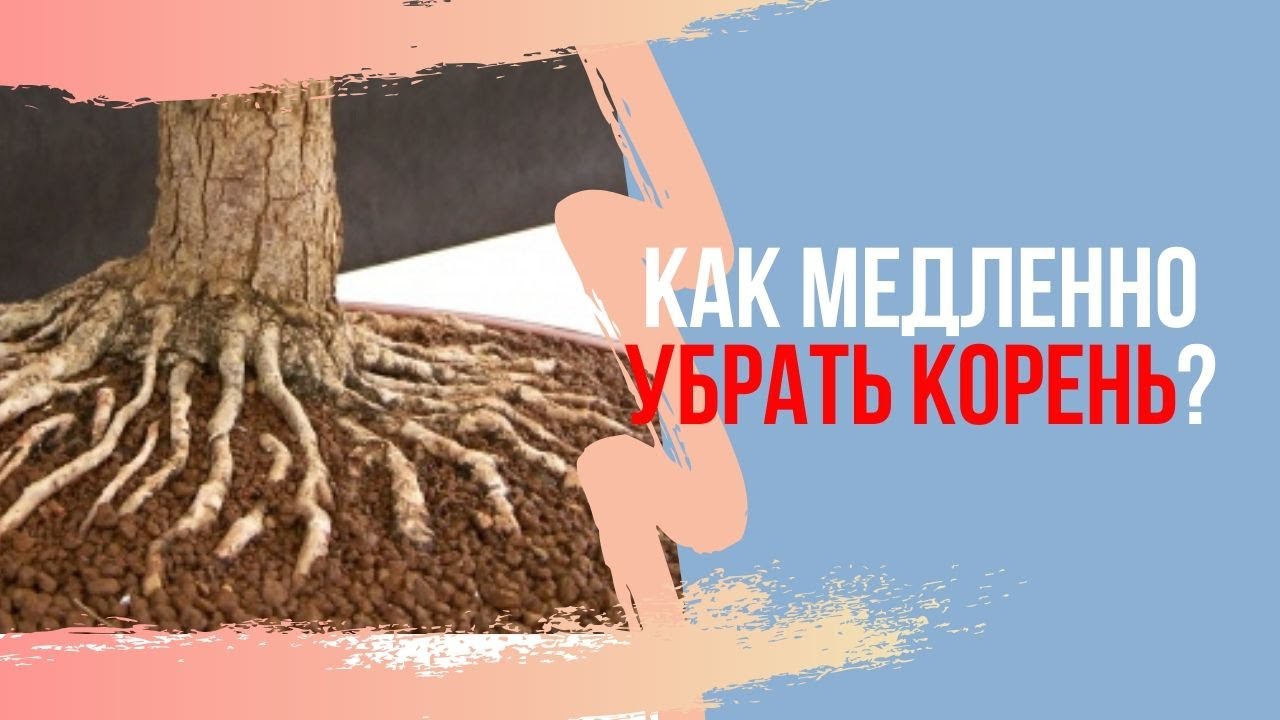 Как удалить ненужный корень у бонсай? Uncover the Secrets to Removing Unwanted Bonsai Roots!