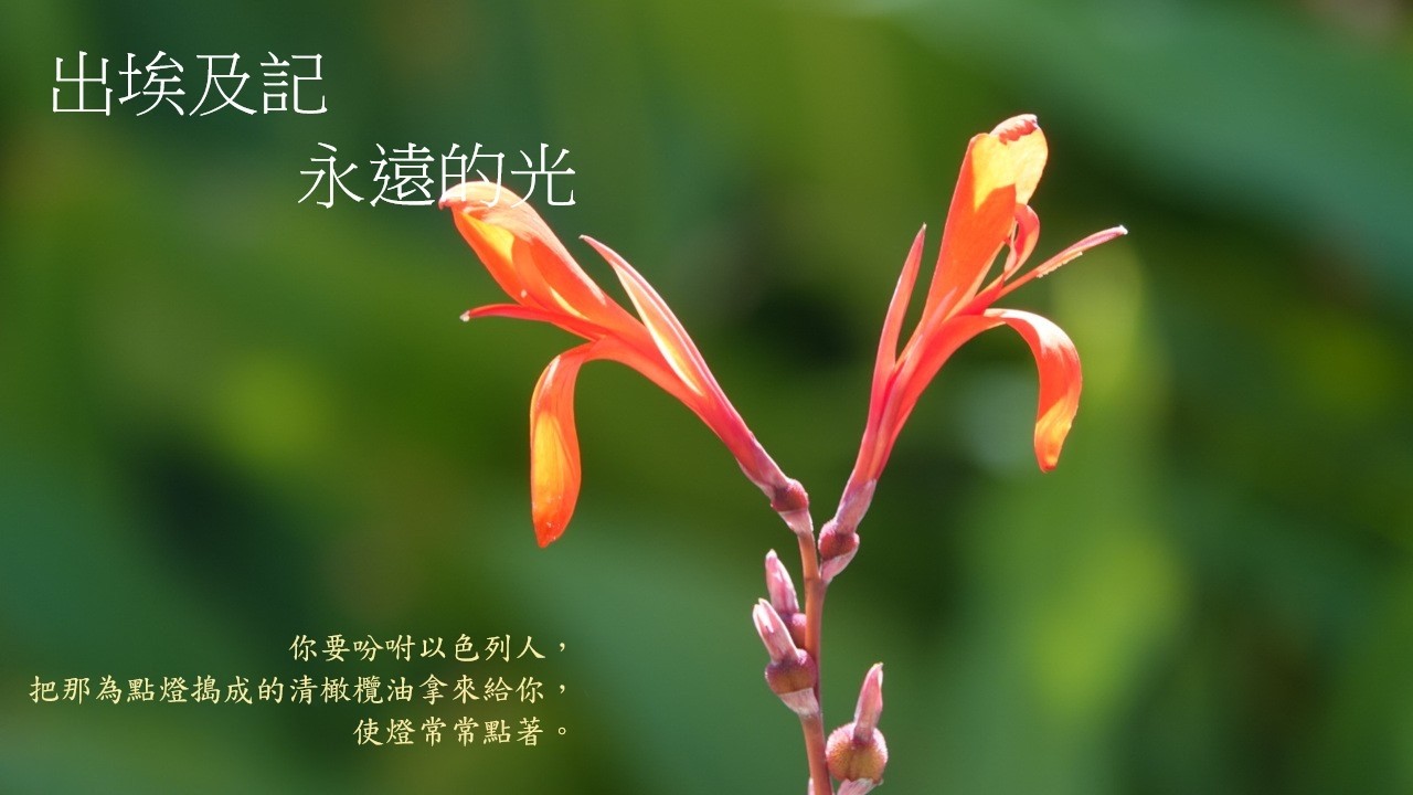 靈修:出埃及記-永遠的光 20260214