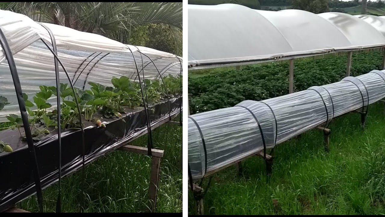 Mini estufa estilo canteiro elevado para plantação de morangos semi hidropônico.