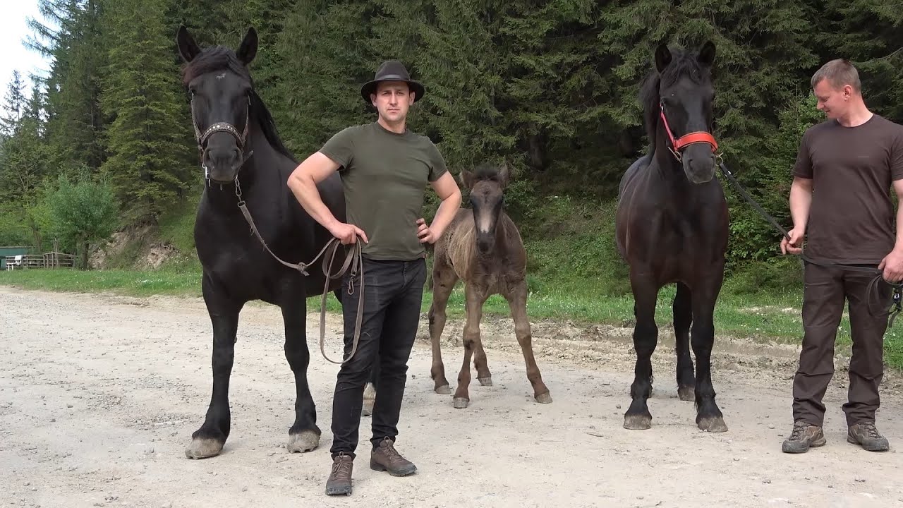 Caii baietilor de la Campulung Moldovenesc, Bucovina - 2020