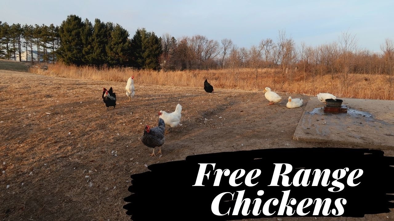 Tips for Free Ranging Chickens | A few things to consider