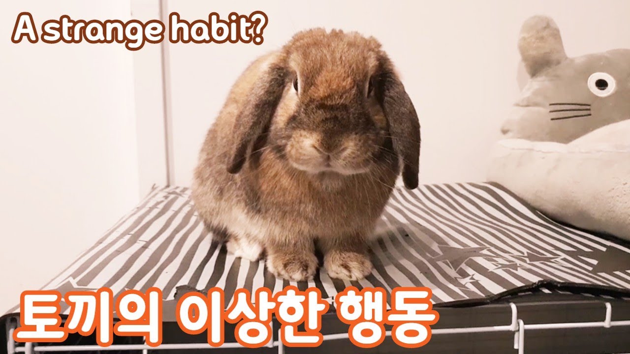 토끼만 할수있는 스킬 빙키란 무엇인가? let me show rabbit binky!