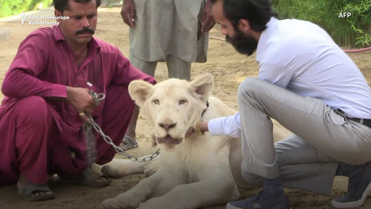 Mane Attraction: Karachi's Elite Keep White Lions As Status Symbols