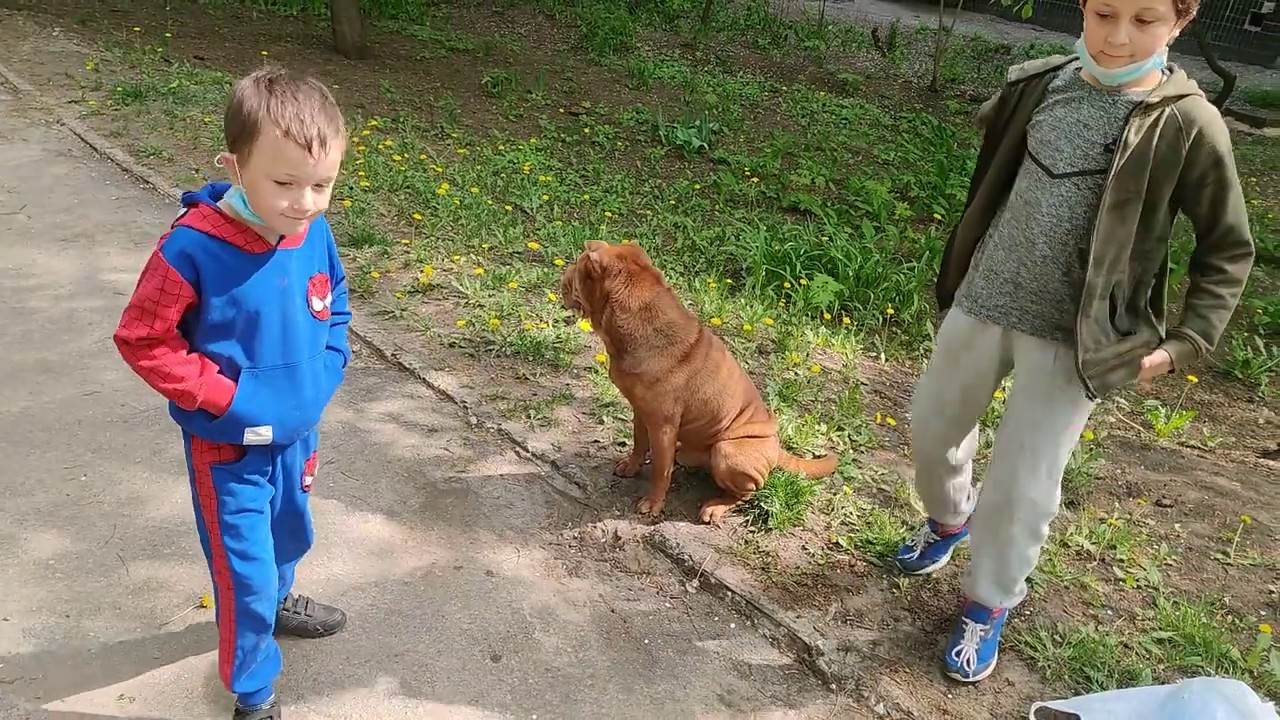 Шарпей не для всех. Кому подходит, а кому нет собака 2020 Shar Pei is not for everyone