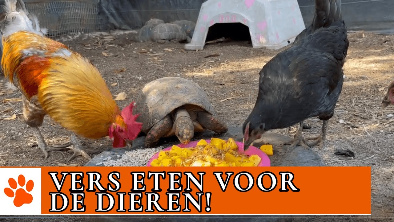 Eten koken voor de dieren! | DierenpraatTV